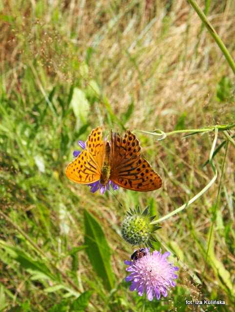 motyle , perłowiec malinowiec , motylek , motyl , podlasie , owady , rusałkowate , wycieczka , łąka