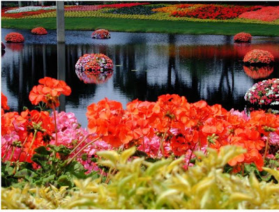 Flowers in water. Most beautiful Scenery