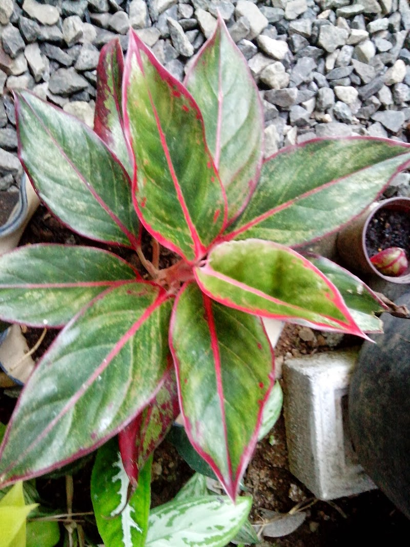 20+ Aglaonema Lipstick, Terpopuler!