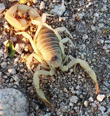 Desert scorpion Picture