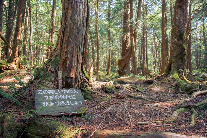 Aokigahara Forest