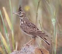 Burung Branjangan jambul paten