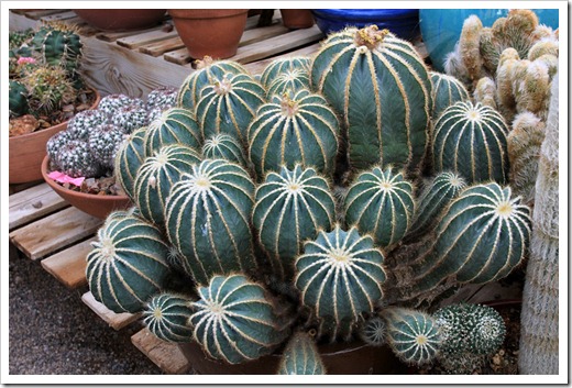 120728_B&BCactus_086