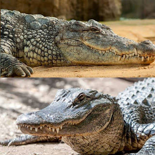कुछ ऐसे जानवर जो दिखने में एक जैसे लगते है लेकिन है अलग अलग | Animals That Look Similar But Are Actually Different
