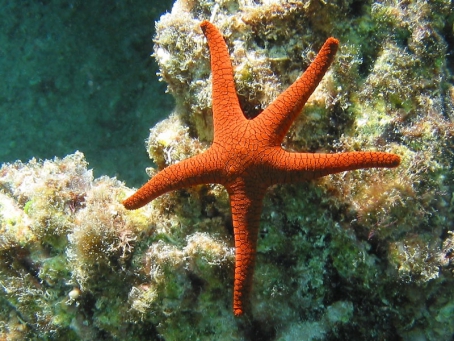  pengertian  filum echinodermata  sistem saluran air 