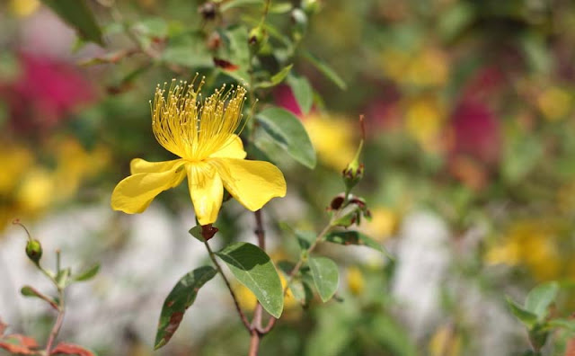 Hypericum Flowers