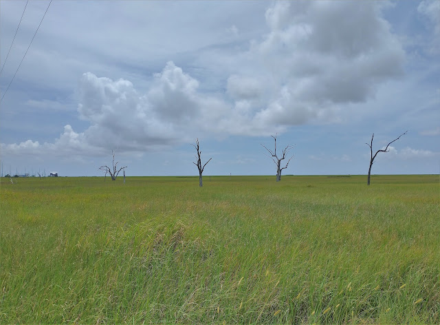 Highway 1, somewhere between Galliano and Grand Isle, Louisiana. July 2021. Credit: Mzuriana.