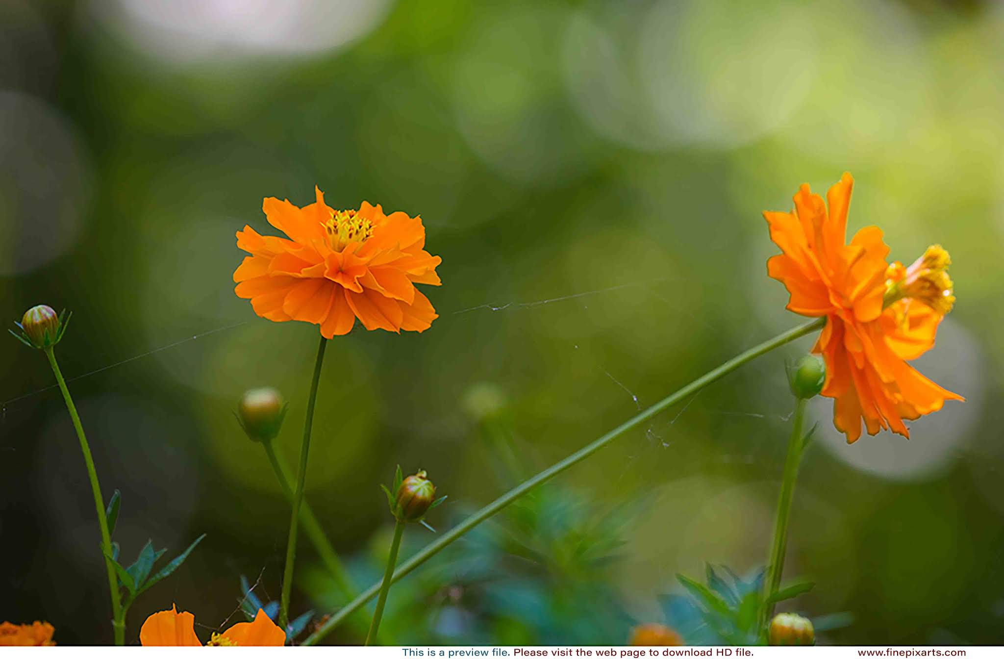 Orange Cosmos flower 00015