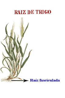 La raíz fasciculada tiene la raíz principal y las raíces secundarias tienen el mismo desarrollo, formando una cabellera.