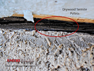 drywood-termite-droppings