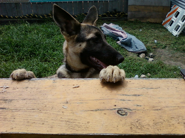 German Shepherd 7 months old