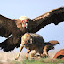 Andean Condor