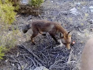 A fox in a few meters distance