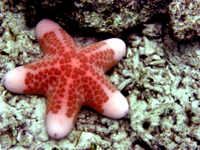 Dhelaa no Dhelaazt ASTEROIDEA Bintang Laut 