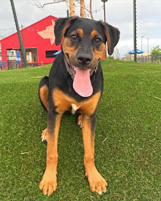 Rottweiler Cross Puppies For Sale Near Me