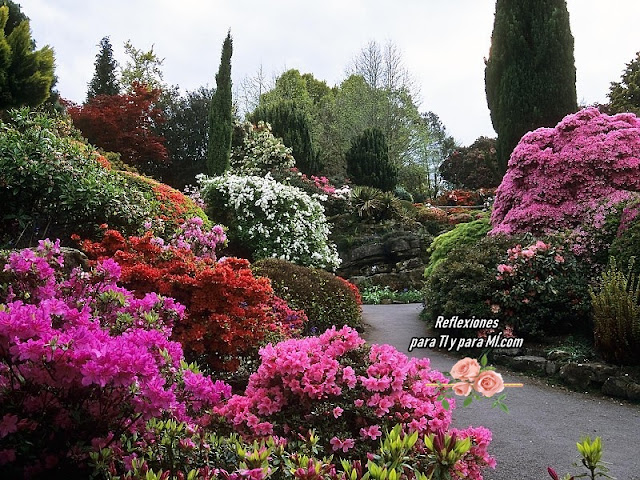 * No Descuides tu Jardín (reflexión)