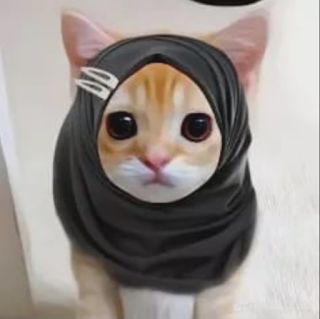pp kucing ramadhan pakai hijab 1