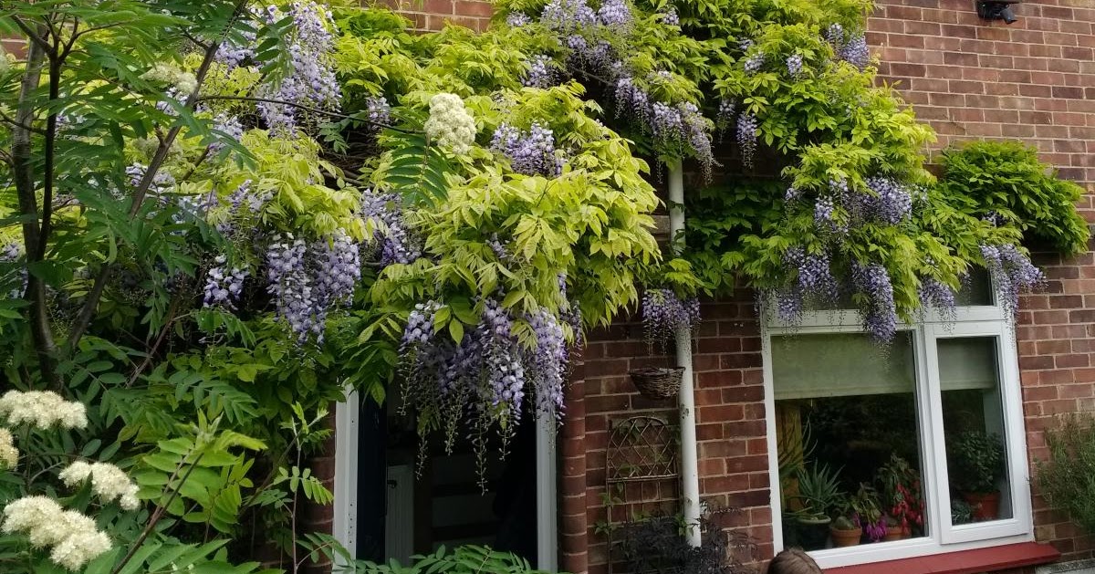 The Shed And Beyond: Propagating Wisteria