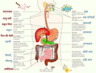 human digestive system diagram labeled,    digestive system process,  human digestive system parts and functions,  digestive system function