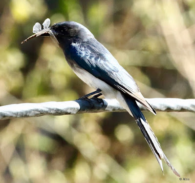 "White-bellied Drongo - Dicrurus caerulescens,with prey sitting on a cable."