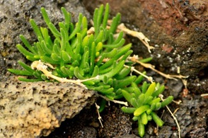 spergularia azorica
