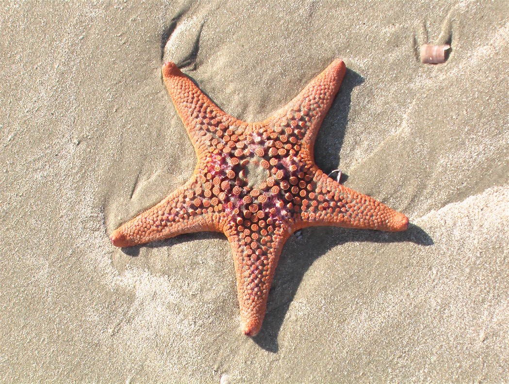  Bintang Laut  Yang Terdampar di Pantai Catatan Kecil