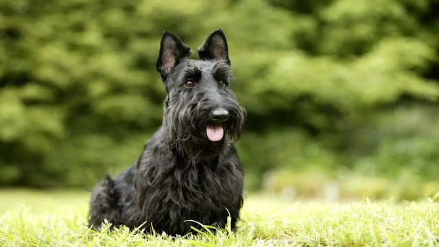 Scottish Terrier