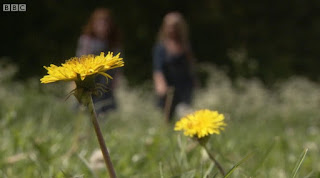 Dandelion flower