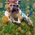 Amazing Kakaban Lake "jellyfish without the sting"