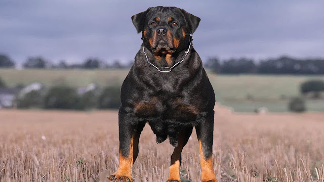 "Majestic Rottweiler dog with a strong and confident stance, representing the breed's fearless nature and loyal, protective qualities as a guardian and companion."