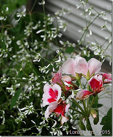 Geranium Zonal White Splash
