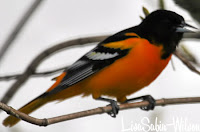Baltimore Orioles Bird