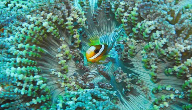  yang terletak di ujung barat Pulau Sumatera sekarang menjadi incara para penyelam dari berbag SPOT TERBAIK PENYELAMAN DI PULAU WEH