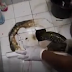 Watch the Video: Man In Hospital After Python Bites His Pen!s For 30 Minutes In A Toilet 