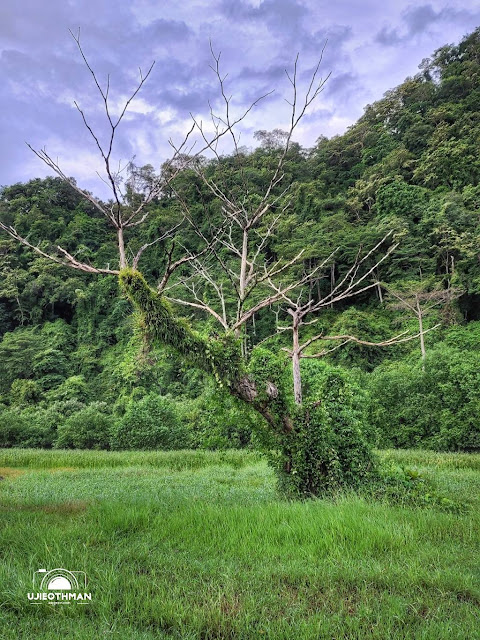 Taman Sakura Sungai Perlis, Tebing Tinggi, Perlis