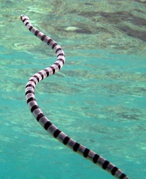 snake sea Amazing Colorful Snakes   Most Beautiful Venomous Snakes of the World