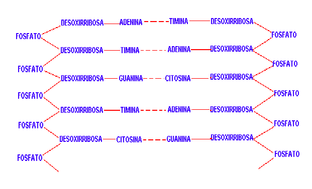 estructura del adn. estructura del adn.