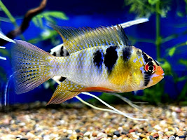 Cool German Blue Ram Fish Wallpaper