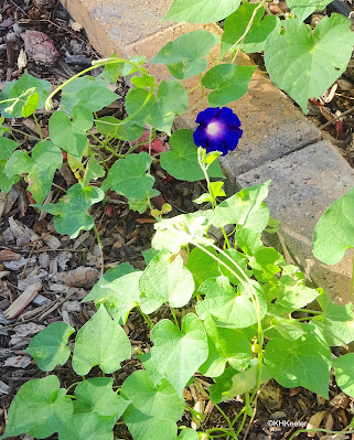 morning glory, Ipomoea