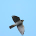 10月7日絵鞆半島の渡り鳥、ツミが飛びました。
