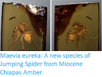 https://sciencythoughts.blogspot.com/2017/09/maevia-eureka-new-species-of-jumping.html