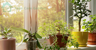 How-to-Care-for-Indoor-Plants-The-Complete-Guide-to-a-Healthy-Indoor-Garden