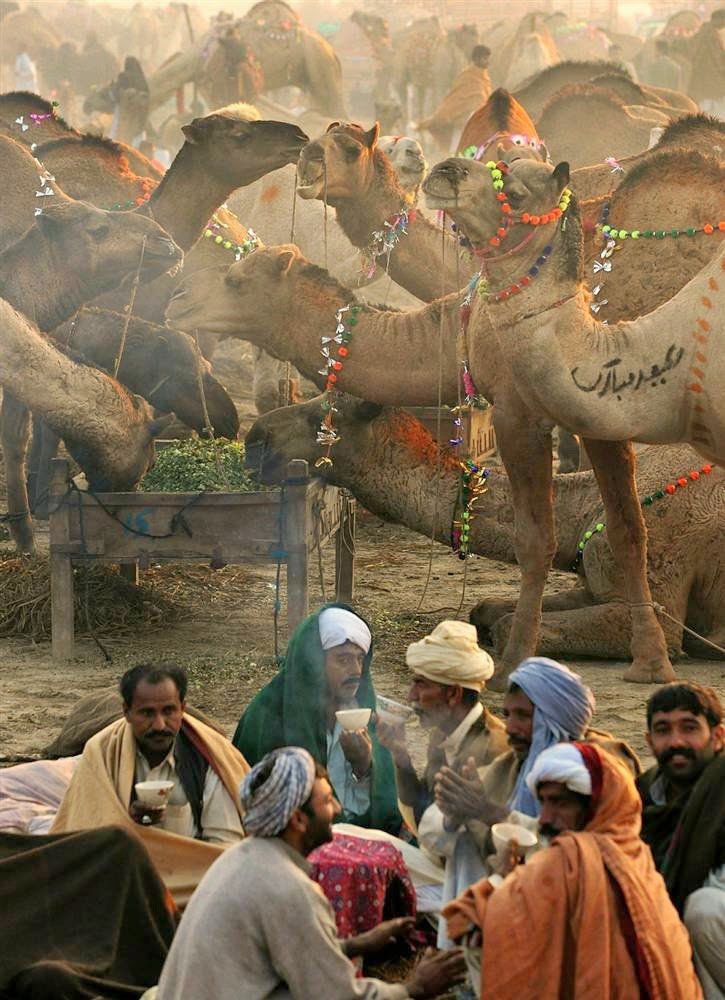10 Best Backpacking Destinations in India | Pushkar Camel Fair