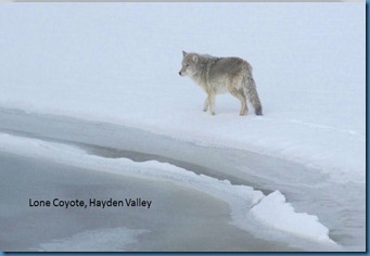 coyote