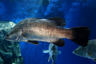 Japanese lates,　Japanese barramundi