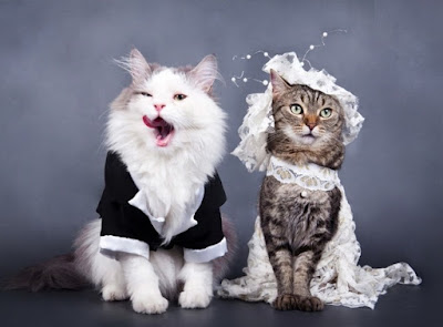 couple de chats mariés très amusants