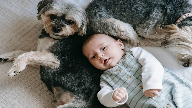 Dog with baby