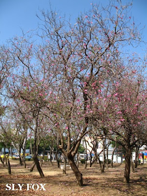 台南公園羊蹄甲