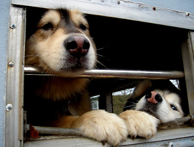 island dogs, robert demar photography