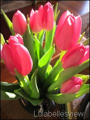 Tulips and Sunlight 1